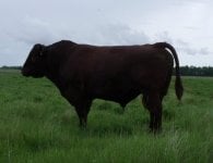 bull1.jpg
