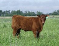 heifer1.jpg