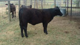 ABC Heifer No  5.jpg