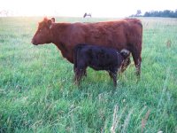PJ Tulip Rose w angus sired heifer.jpg