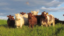 Diamond heifers 06-19-11.jpg