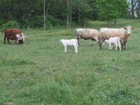 Pasture pic 1.jpg