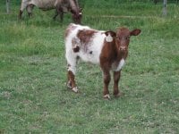 GCC White Stone x MF Honeycone 533 bull calf.jpg
