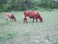ALM Chiller x MF Honeycone 533 w calf.jpg