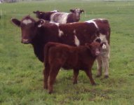 Maine cow with Waco heifer.jpg