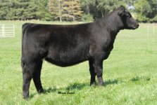 Way Cool x Shand's Lad Heifer #1.jpg