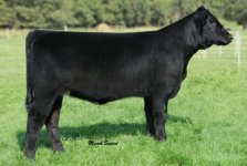 Way Cool x Shand's Lad Heifer #2.jpg
