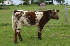 Fathead Heifer.JPG