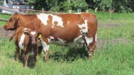 Diamond Unica Maid 9U and Prophecy calf heifer calf 36Y.jpg