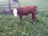 20110626205405.jpg