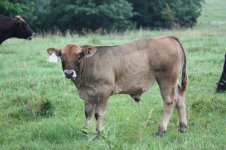 Aubrac 011.jpg