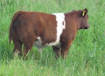 MBM 1Y Diamond War Admiral Steer.jpg