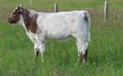 MBM Diamond War Admiral 10W heifer.jpg