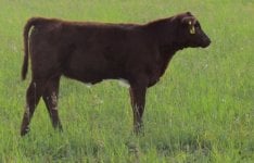 MBM Diamond War Admiral heifer.jpg