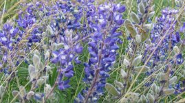 blue lupins.jpg