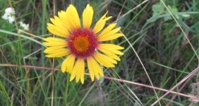 brown eyed susan.jpg