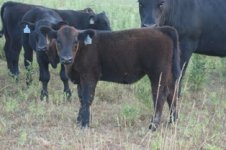 fair 2011 and calves 118.JPG