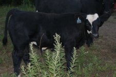 fair 2011 and calves 130.JPG