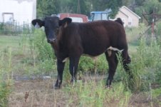 fair 2011 and calves 124.JPG