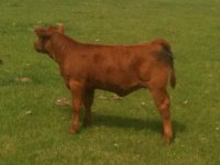 Fat Tony April Heifer Calf.JPG