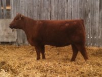 Fat Tony Feb Heifer.JPG