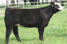 Lindell-Fat-Butt-hfrs.jpg