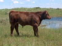 ACC Hilltop Touchdown bull calf June25.jpg