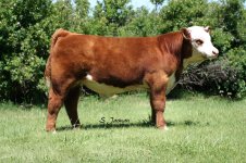 hereford bull2.jpg