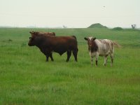 Shadybrook Perfection and cows.JPG