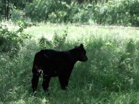 79steer.jpg
