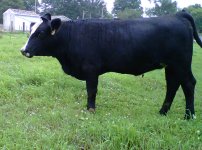 Blaze_face_Bred_Heifer_45[1].jpg