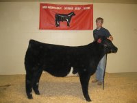 steer planet heifer.jpg