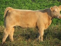 Yellow Jacket heifer.jpg