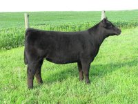 Whiskey heifer 1.JPG