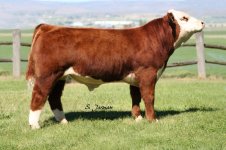 second hereford bull2.jpg