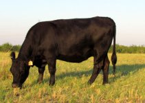 Bred Heifer.JPG