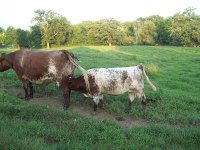 down sized cow calf.jpg
