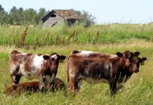 Shorrthorn Calves 2011 July resized.jpg