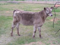 Calves March 30, 2008 015.jpg