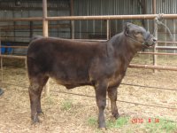 2009 calves 014.jpg