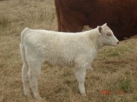 2010%20calves%20010[1].JPG