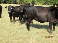 steer planet heifers 2.jpg