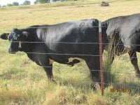 steer planet heifers.jpg