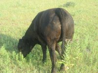 IMG_1096.JPG
