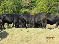 steer planet fall cows 4.jpg