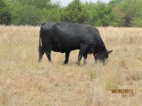 Steer planet Flores Cows 2.jpg