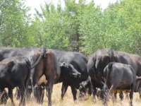 Steer planet Flores Cows 3.jpg
