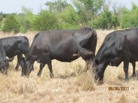 Steer planet Flores Cows.jpg