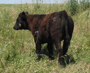 2011 Calves 005.JPG