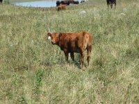 2011 Calves 003.JPG